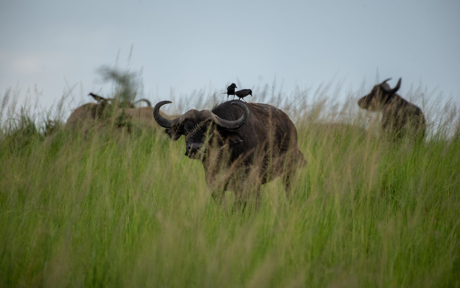 Buffalo with a bird on its back in tall green grass, overcast sky.