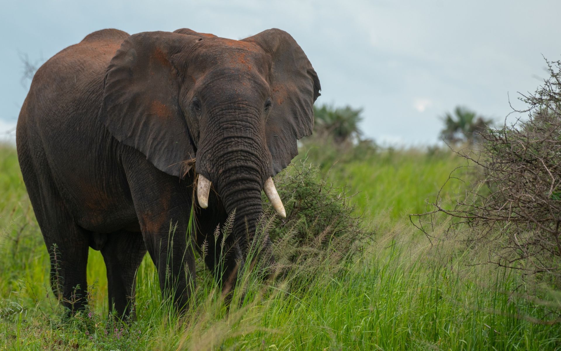 Elephant standing in tall green grass, tusks visible, on a grassy plain.