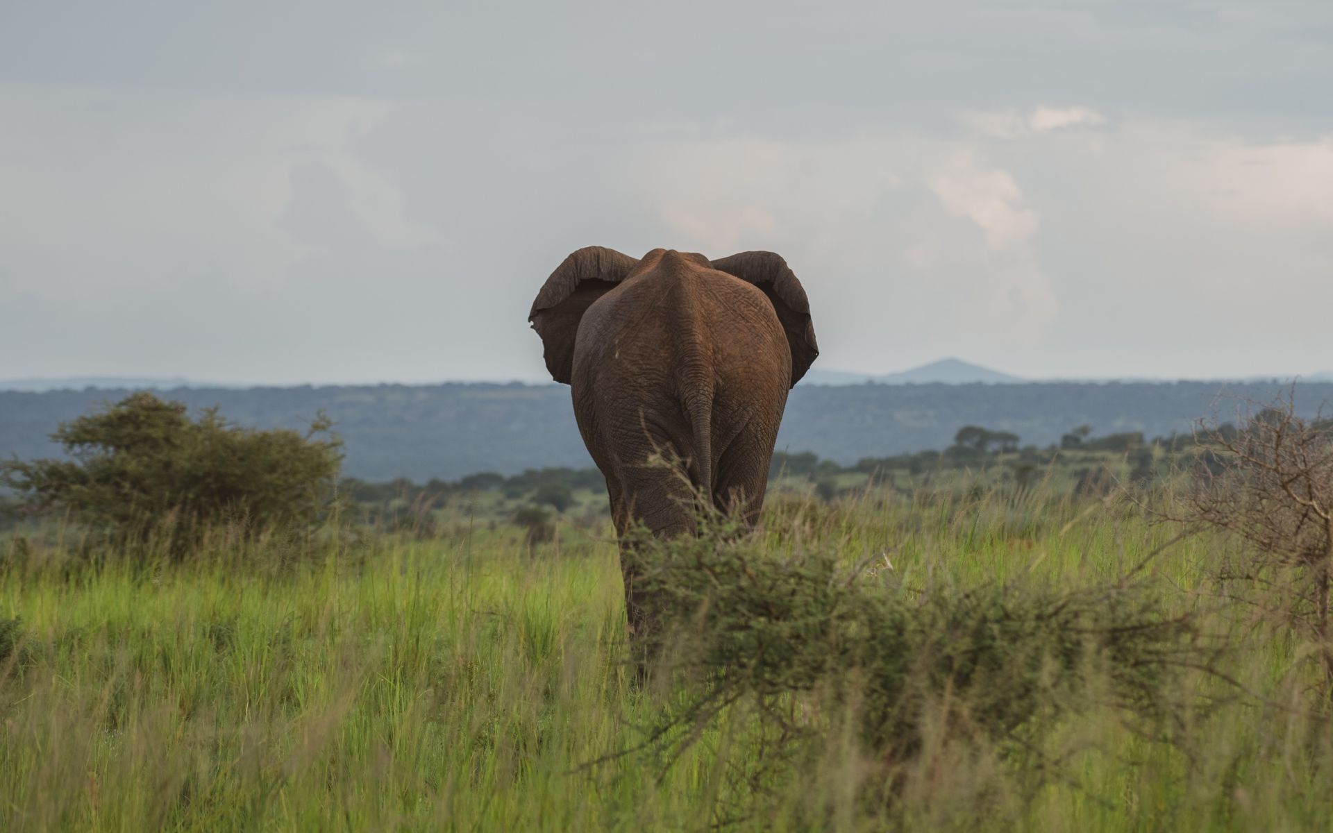 Elephant walking away in grassy savanna, overcast sky.