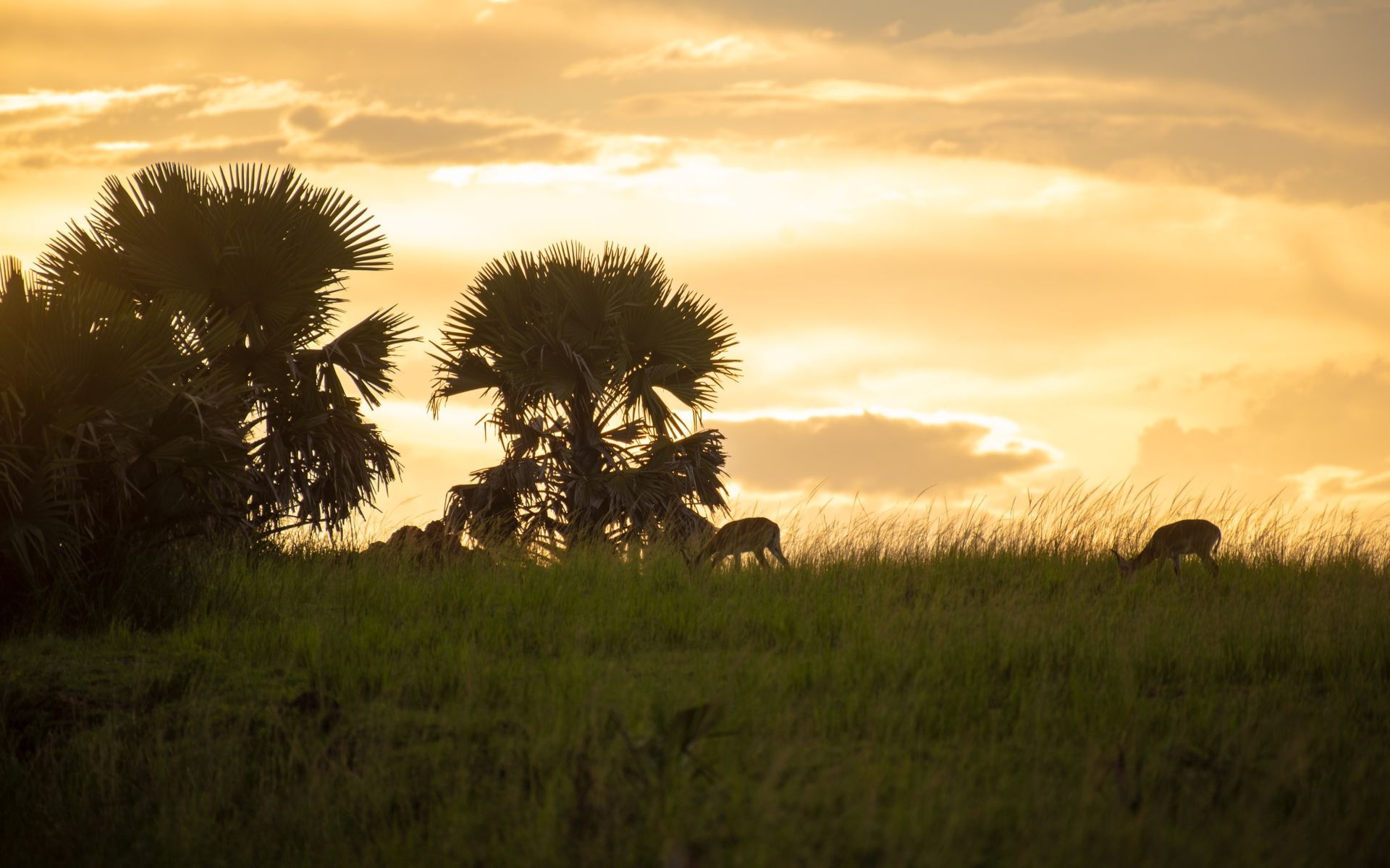 Etosha National Park