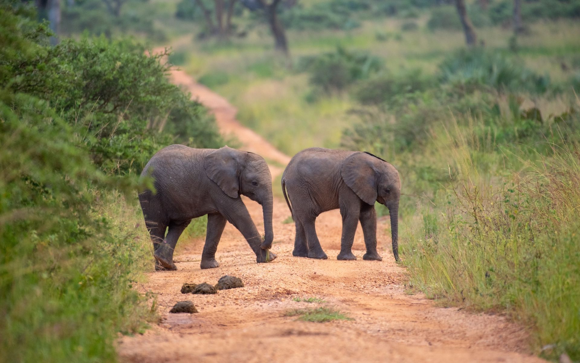 Two young elephants walking on a dirt path through a grassy, green landscape.