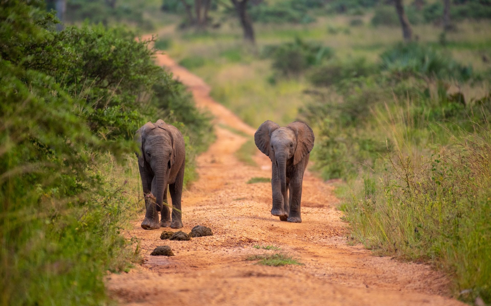 Two baby elephants walking on a dirt road in a grassy field.