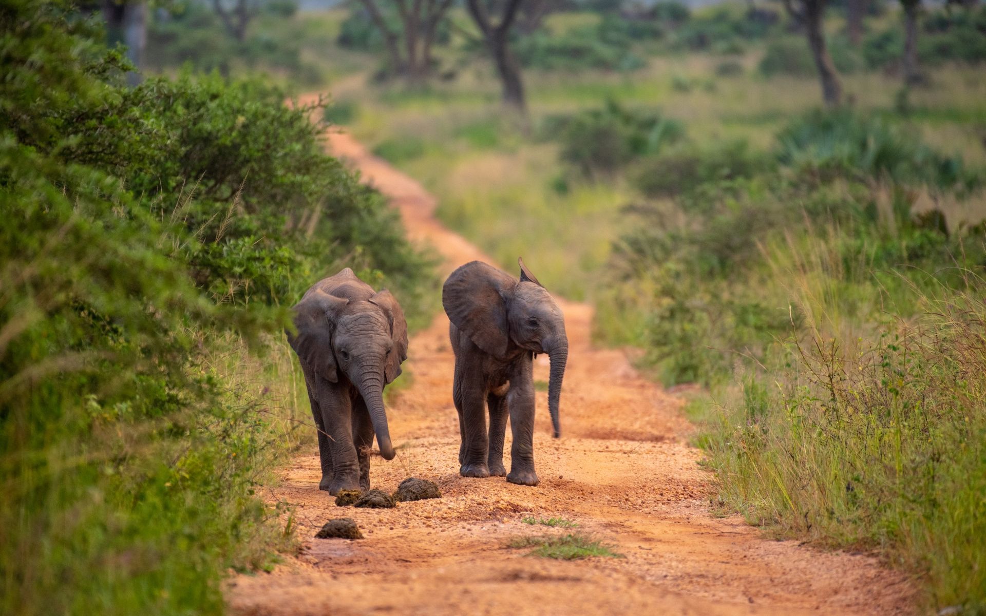 Two baby elephants walk down a dirt path in a grassy savanna.