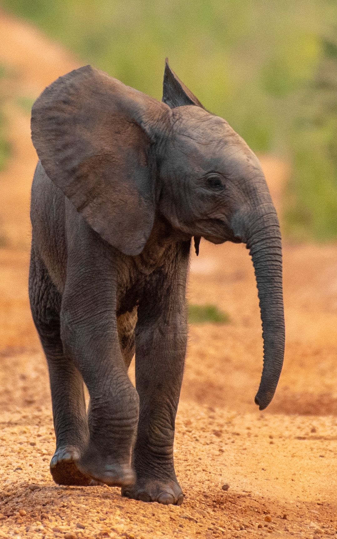 Baby elephant walking on a dirt path, trunk extended. Brown skin, large ears.