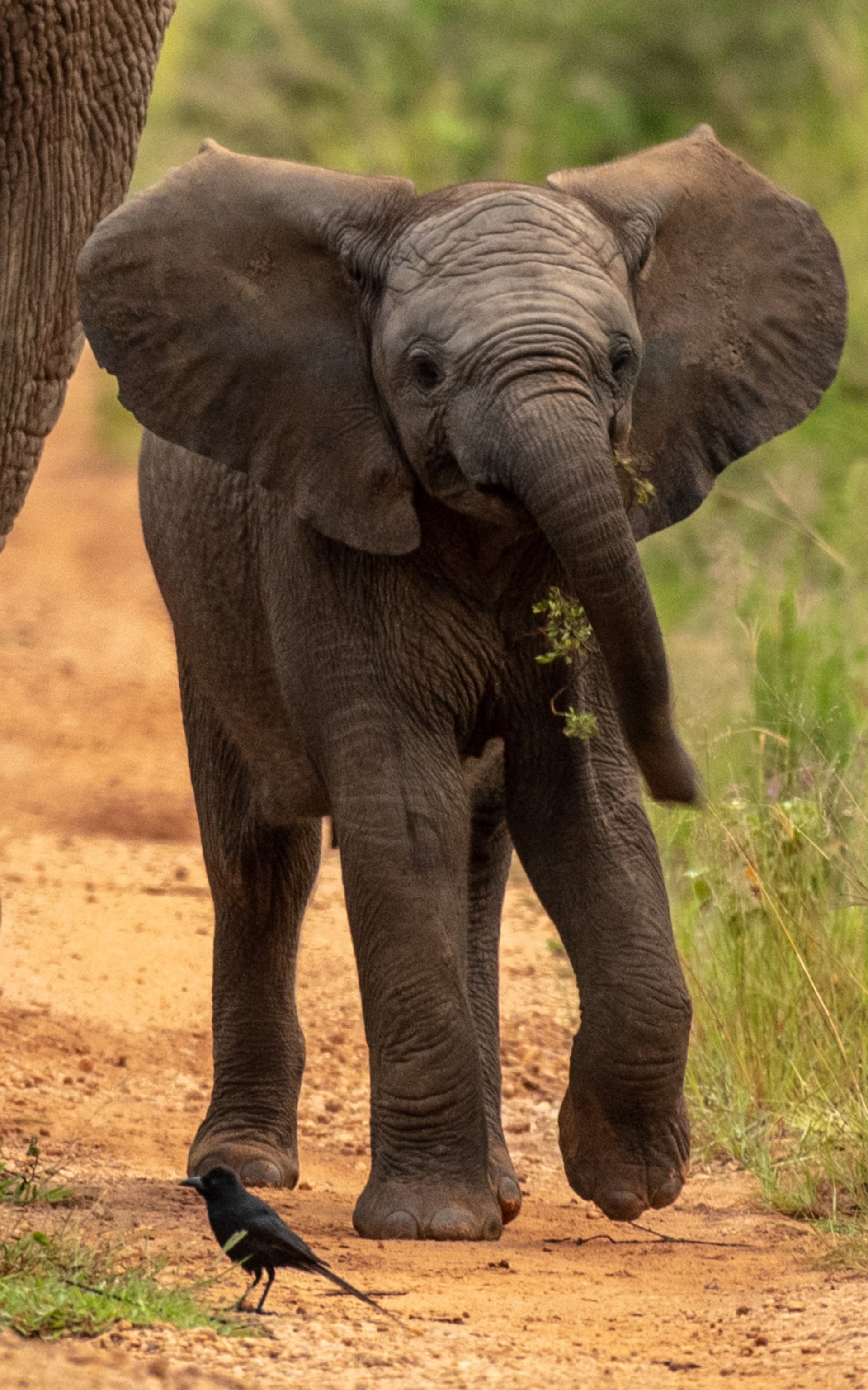 Baby elephant walking forward, grass in its trunk, bird nearby on a dirt path.