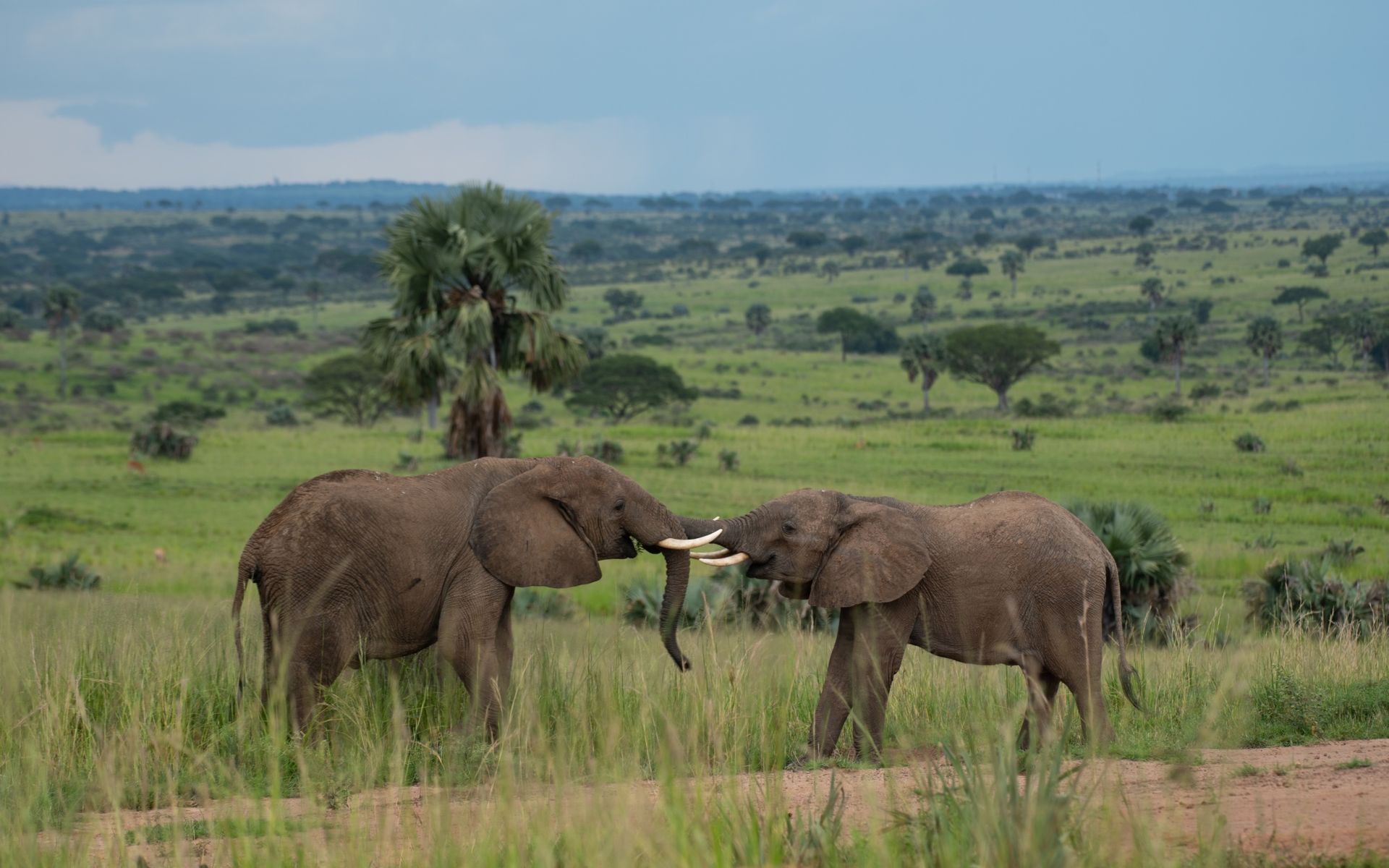 Two elephants touching tusks in a grassy savanna under an overcast sky.
