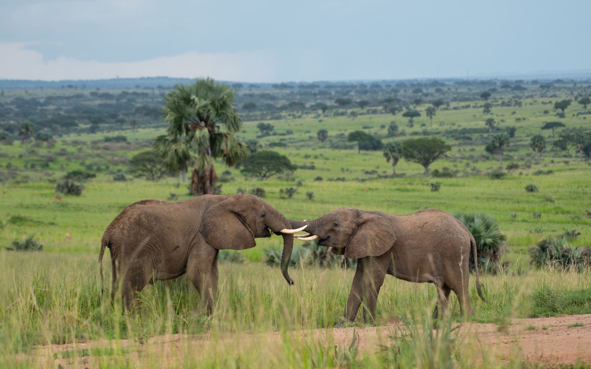 Two elephants touching trunks in a grassy savanna with trees under a cloudy sky.