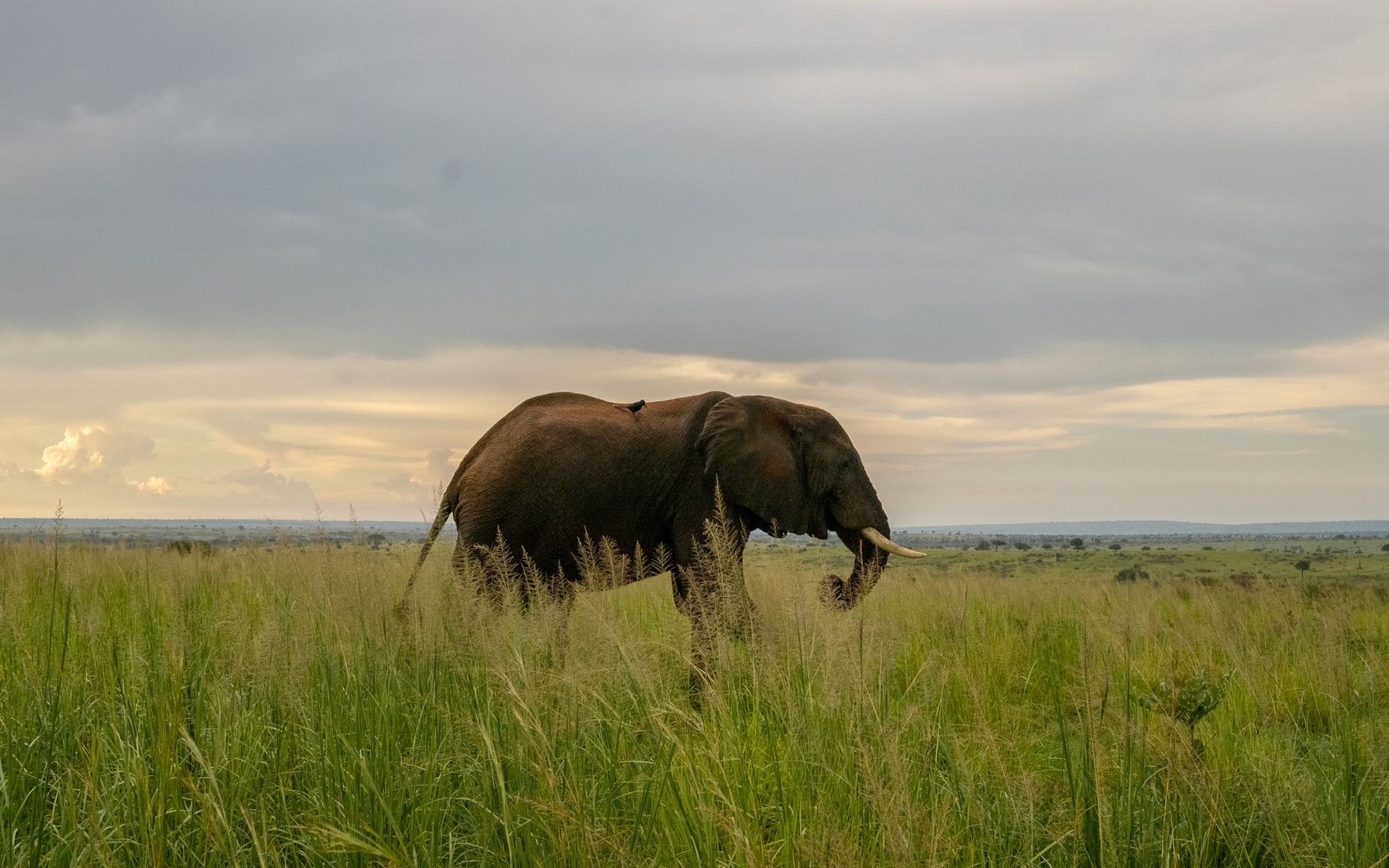 Elephant standing in tall green grass in a savanna under a cloudy sky.