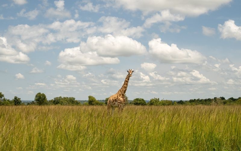 Giraffe standing in tall, green grass under a blue sky with fluffy white clouds.