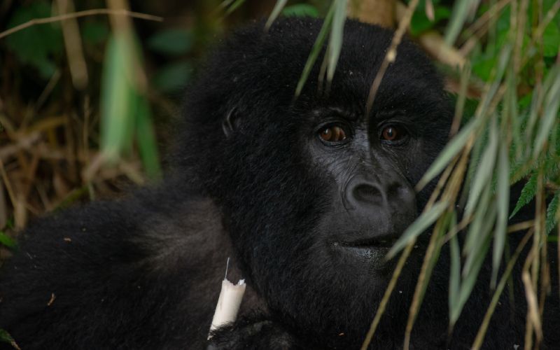 Gorilla peering through vegetation, dark fur, brown eyes, attentive expression.