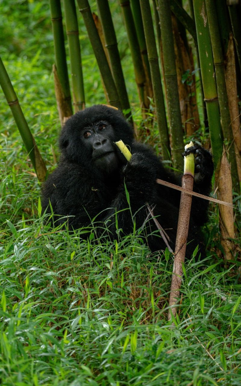 Gorilla eating bamboo stalks in a grassy area with bamboo shoots.