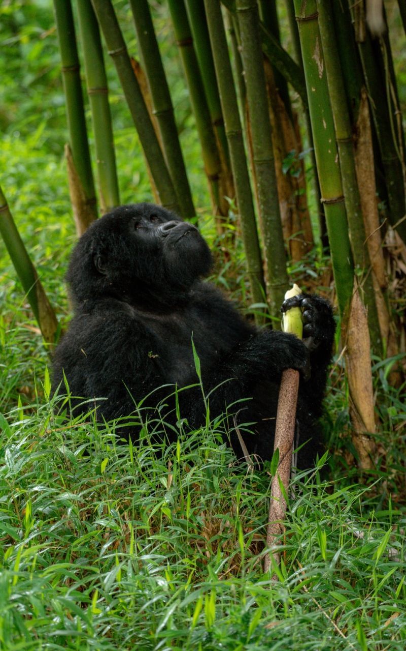 Gorilla sitting in green vegetation, holding a plant stalk, looking upward.