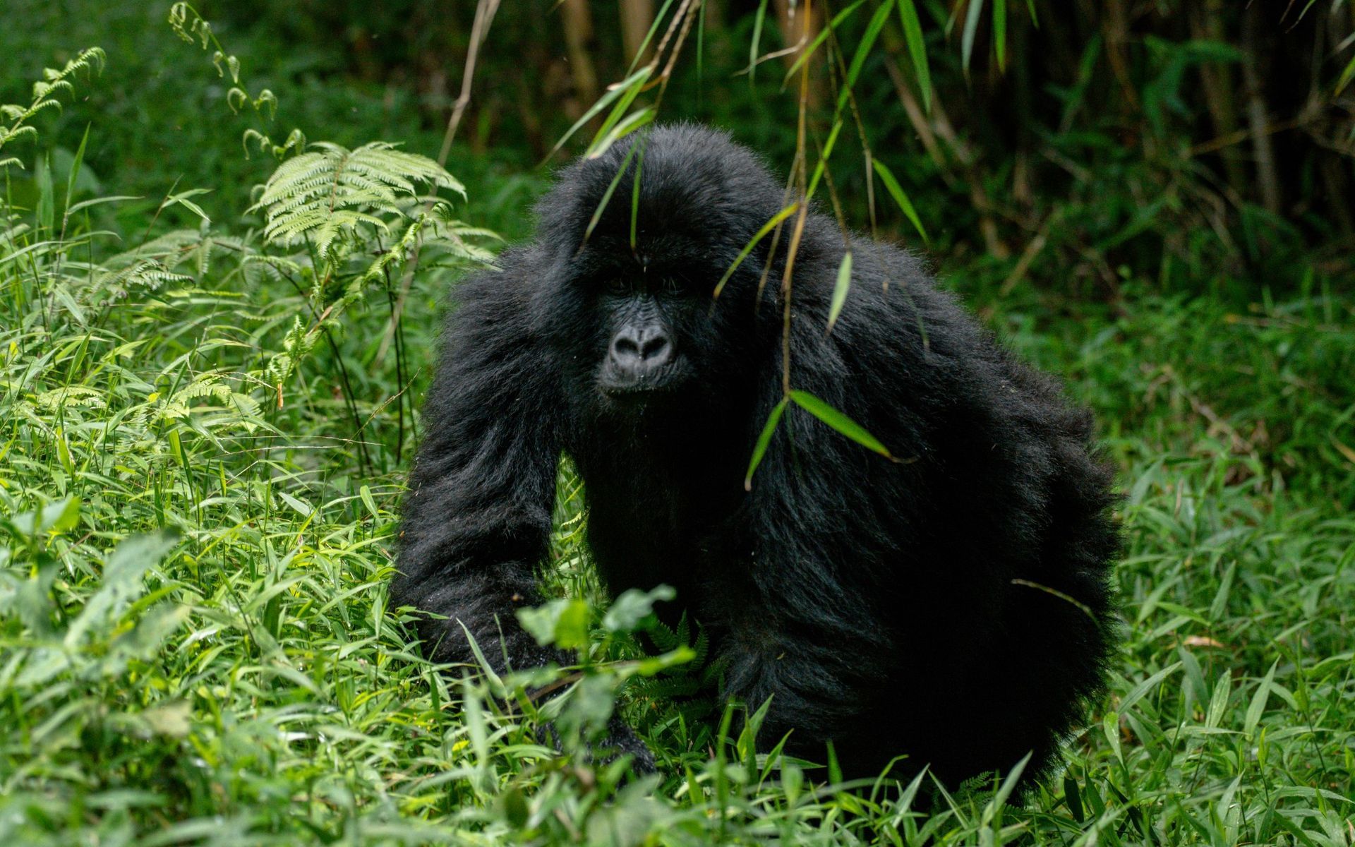 Gorilla in lush green vegetation, looking directly at the camera.