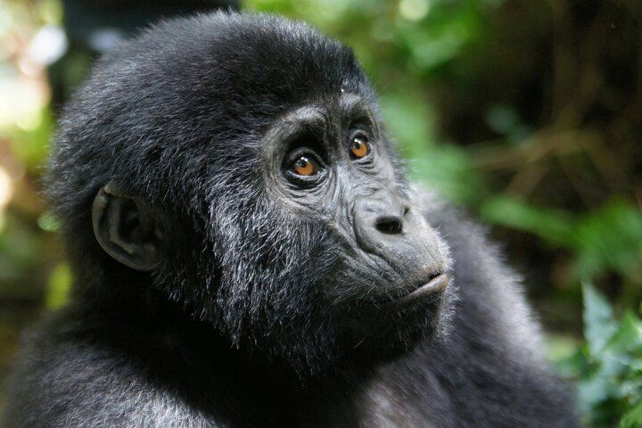 World Gorilla Day. A Call to Protect Our Closest Wildlife Cousins