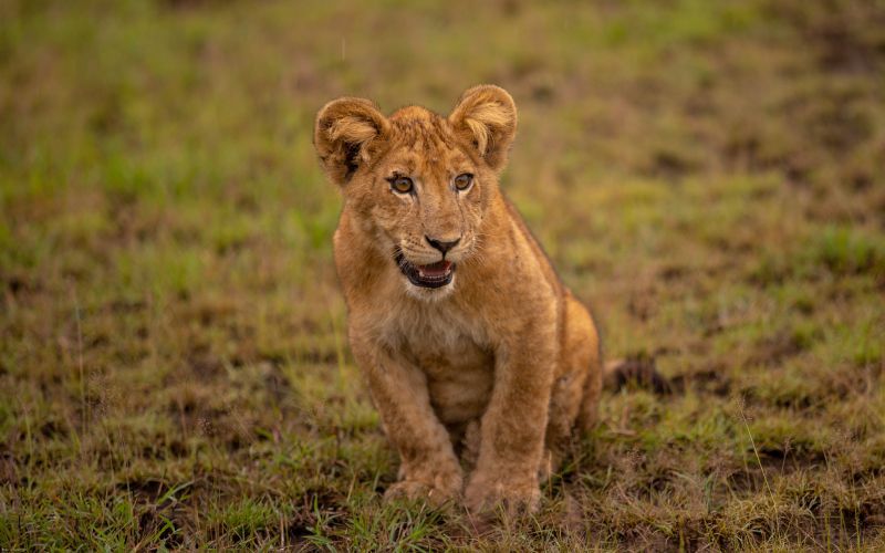 Lion cub sitting in green grass, looking alert.