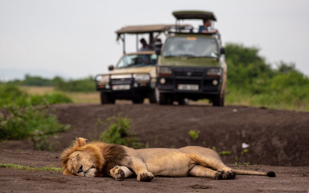 Lion resting on dirt road with safari vehicles in background.
