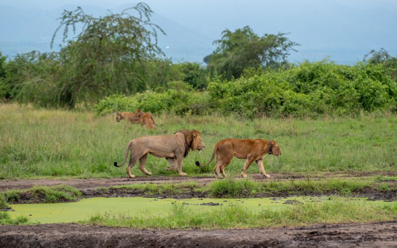 Lions walking on a dirt path near green grass and a water puddle in a savanna.