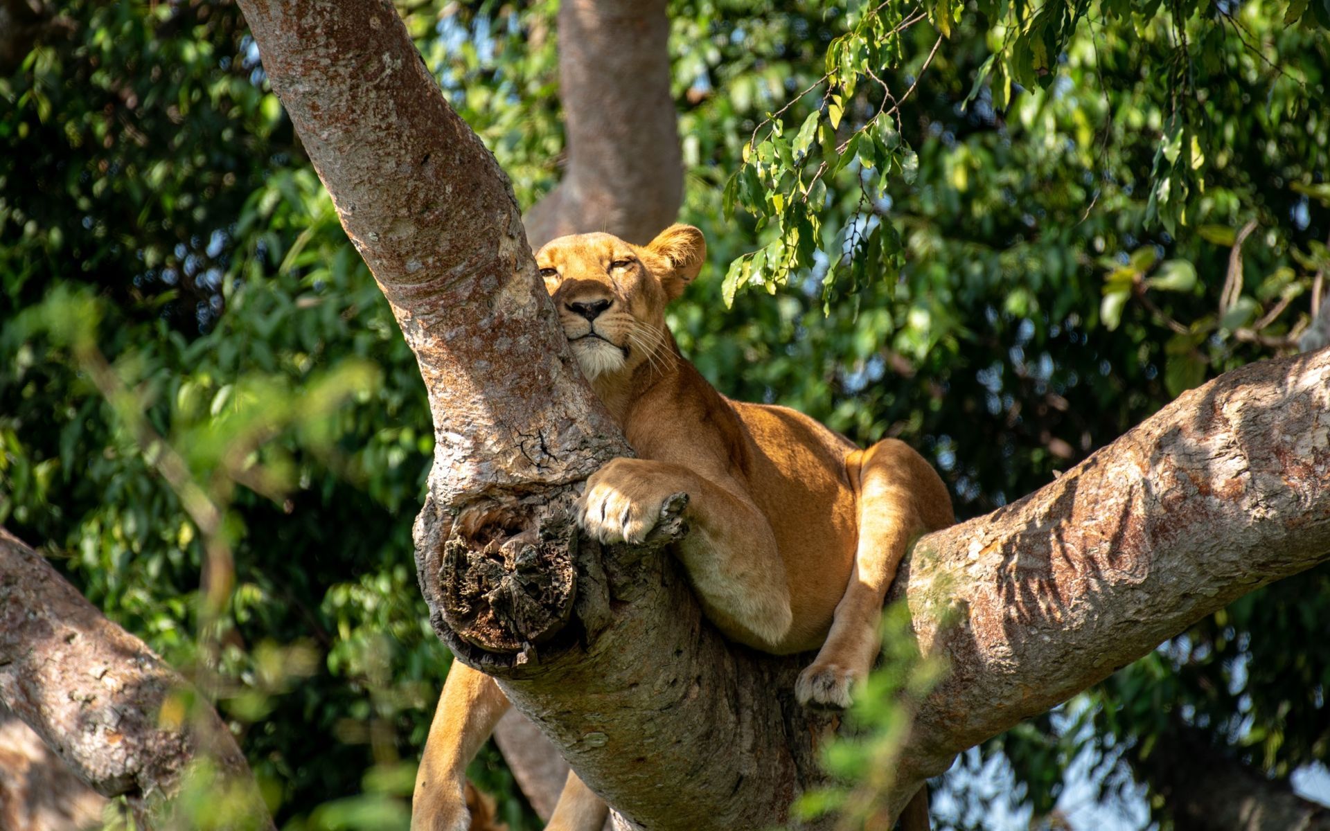 Lioness resting peacefully in a tree, eyes closed, basking in sunlight.