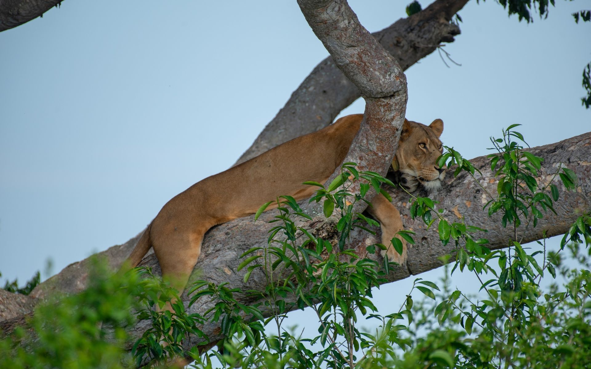 Lion resting on a tree branch, tan fur, green leaves, and a light blue sky.