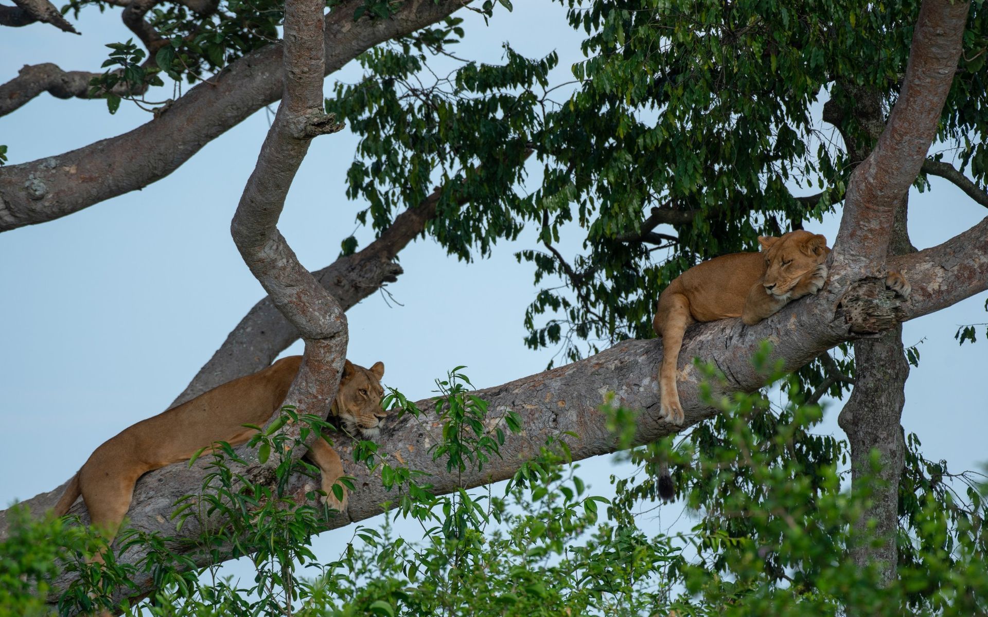 Two lions resting in a tree, with lush green foliage and a blue sky in the background.