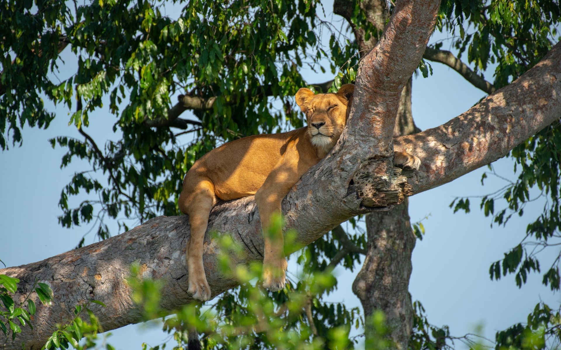 Lioness lounging on a tree branch, looking at the camera.
