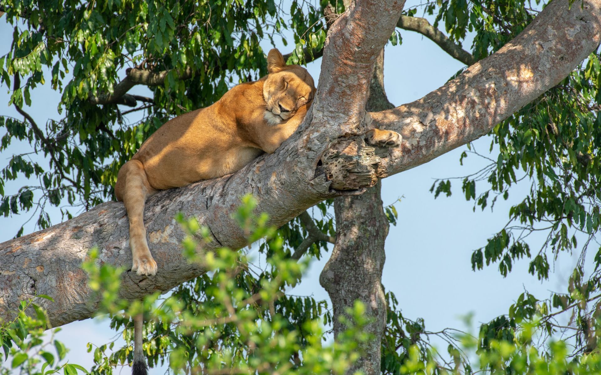 Lioness sleeping on a tree branch, brown fur, green leaves, blue sky.