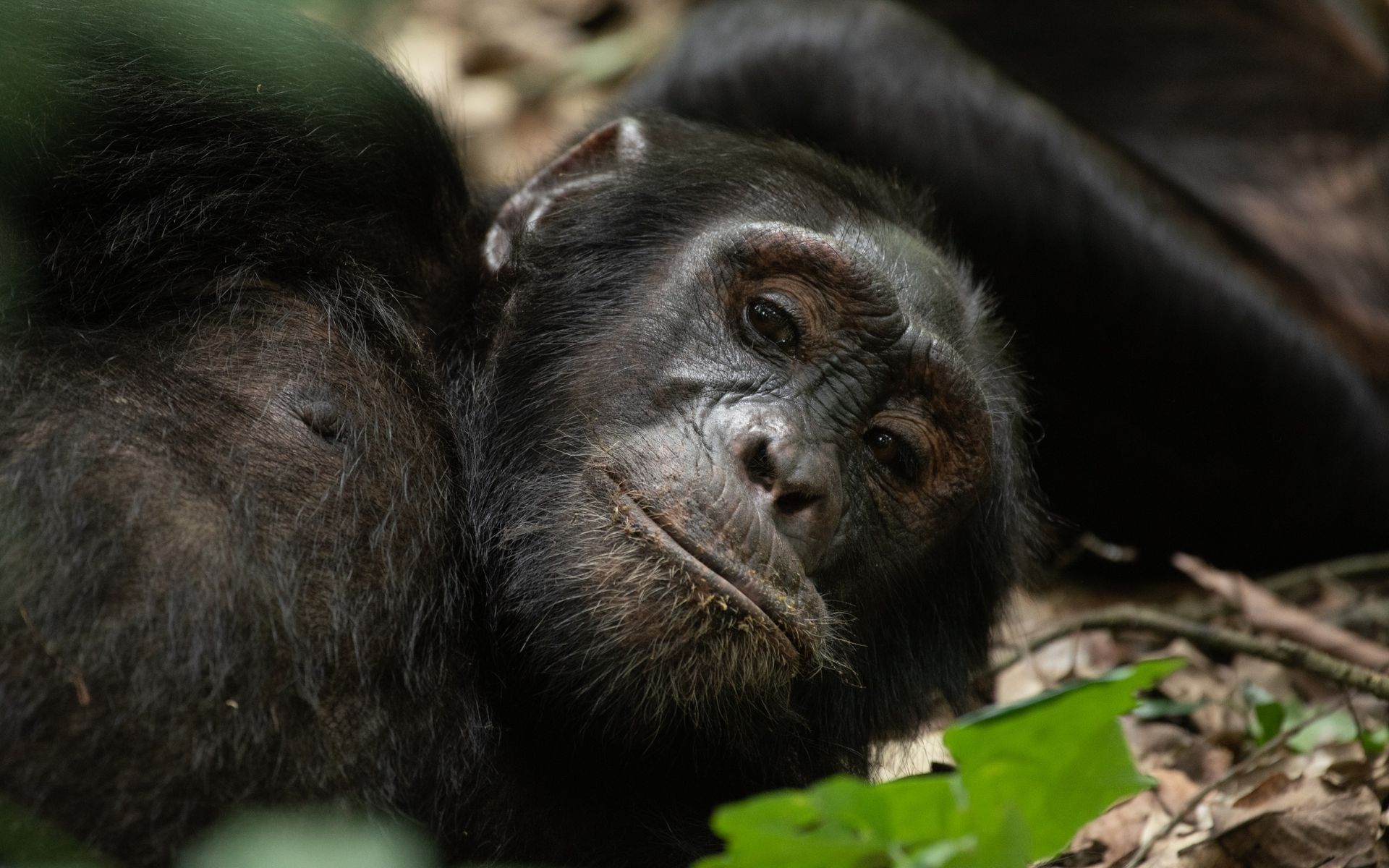 Chimpanzee resting in foliage, looking directly at the camera with a relaxed expression.