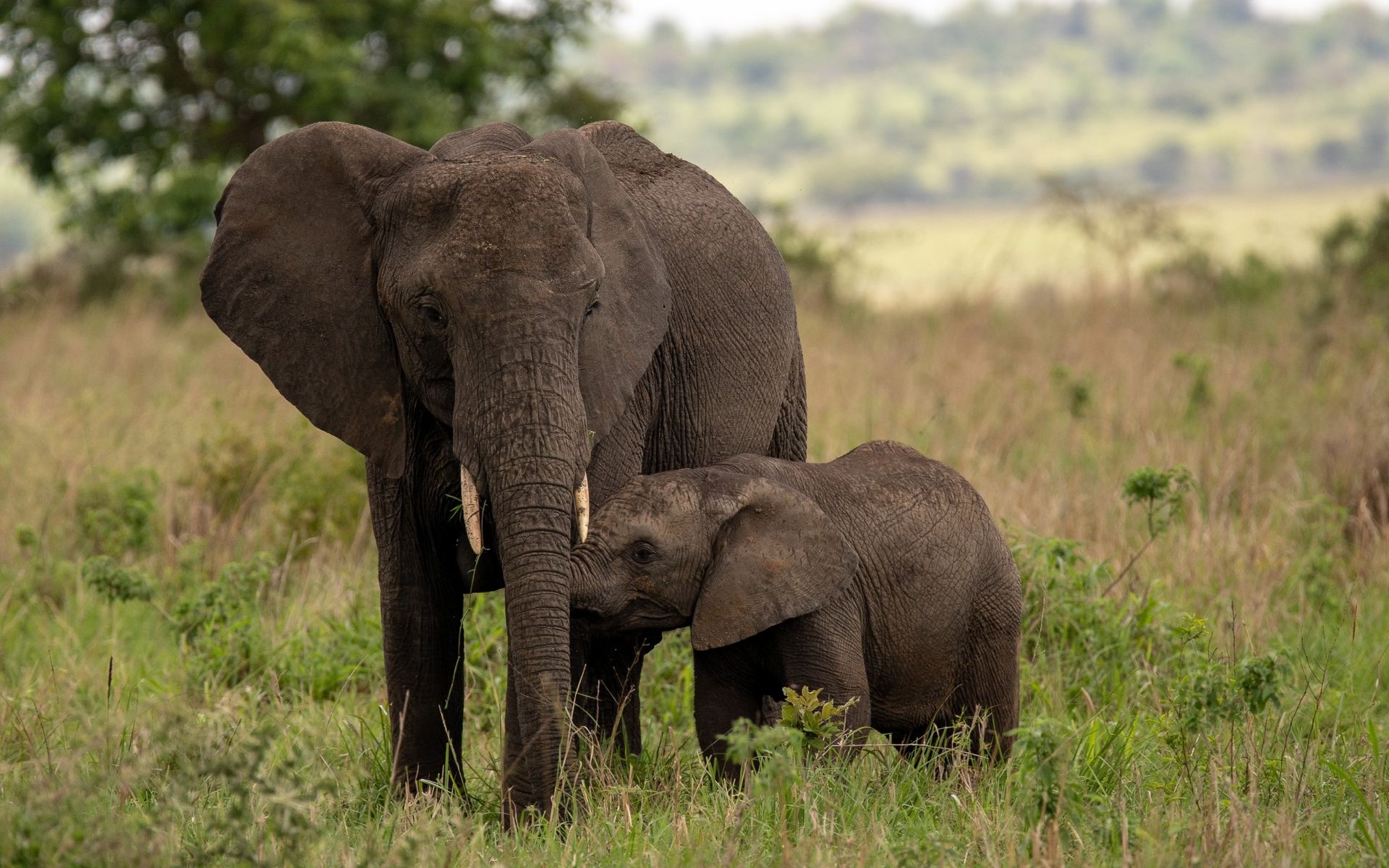 Elephant calf nursing from an adult elephant in grassy field.