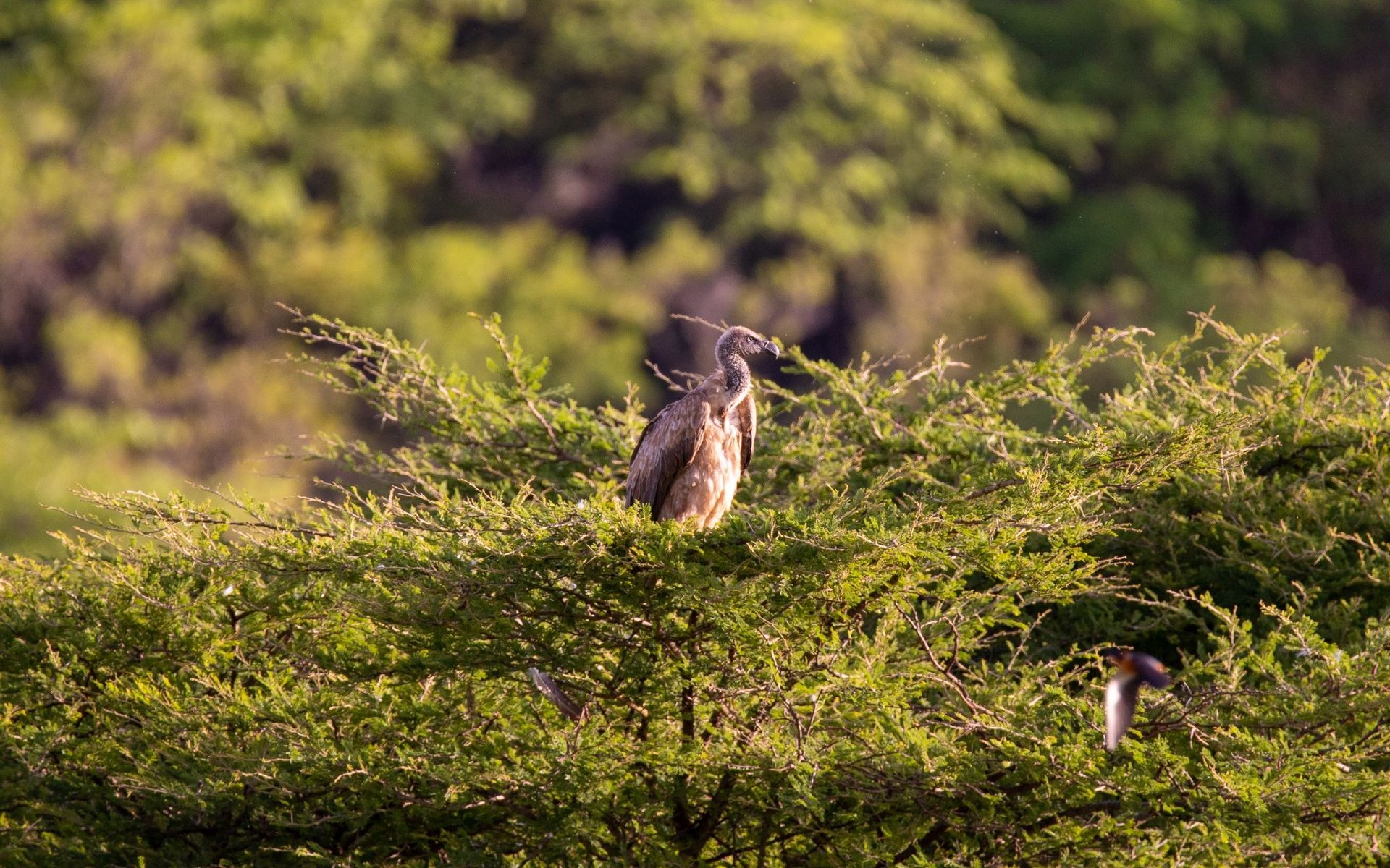 Djurdjura National Park