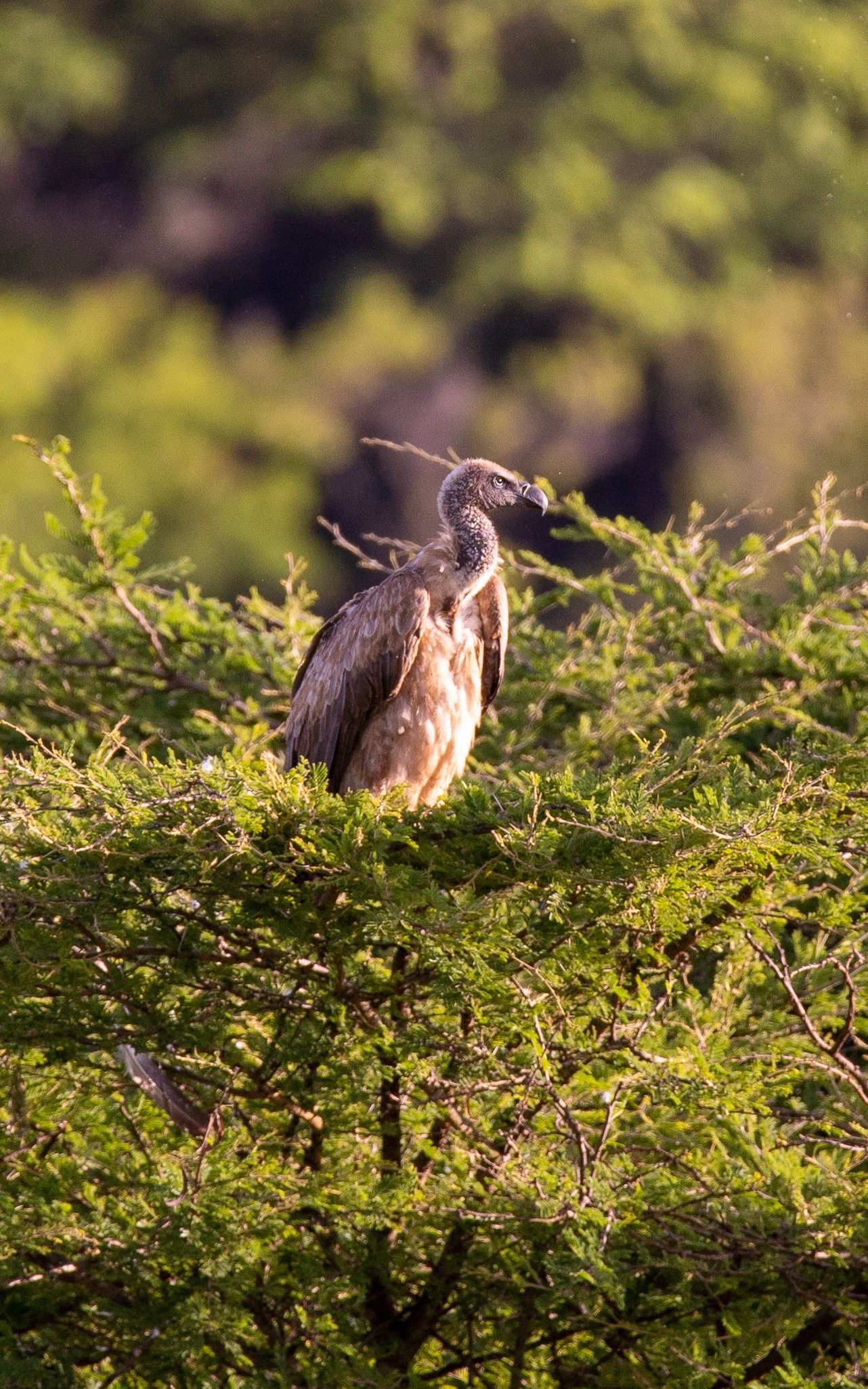 Bird perched in a green tree, with tan and gray plumage, in a natural outdoor setting.