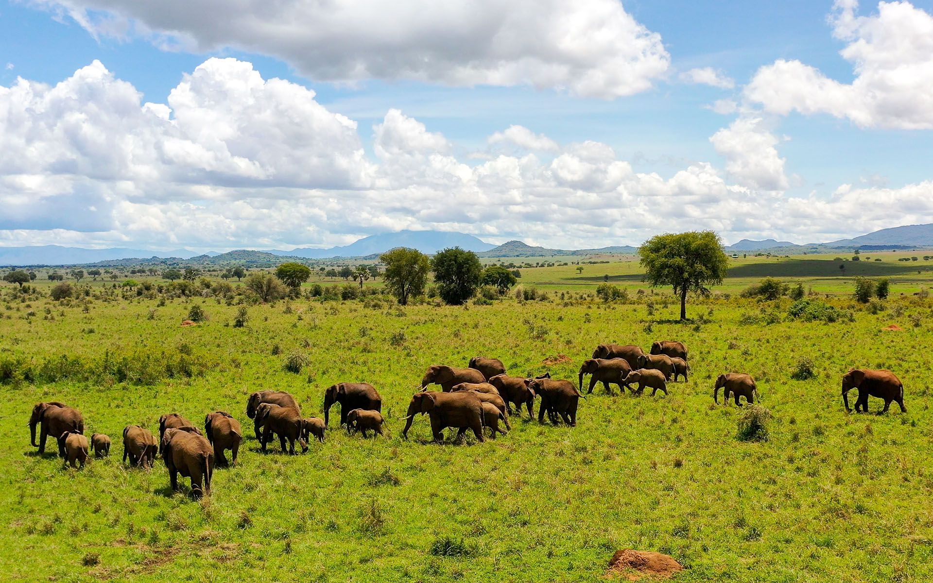 Herd of elephants grazing in a green savanna under a partly cloudy sky.