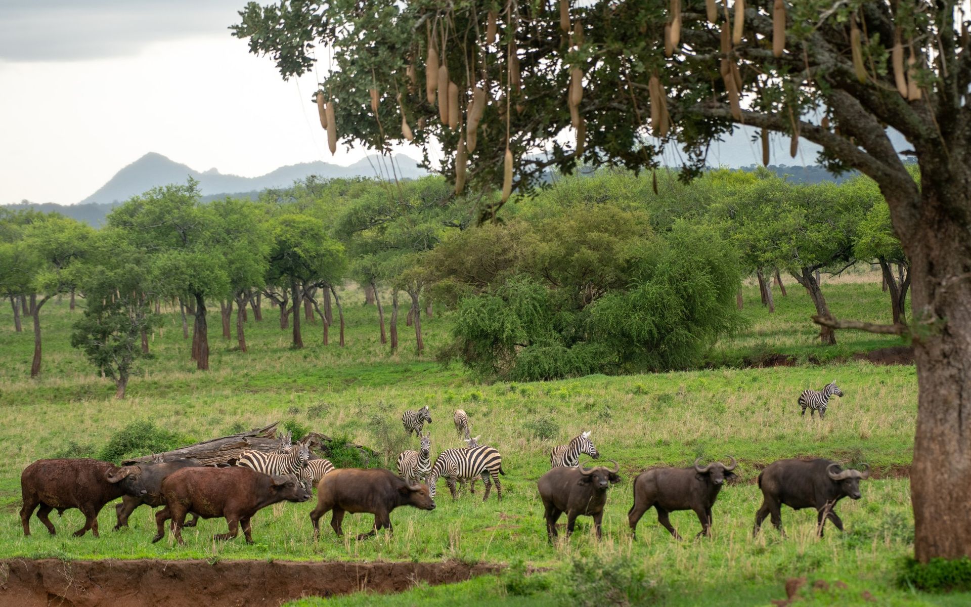 Lower Zambezi National Park