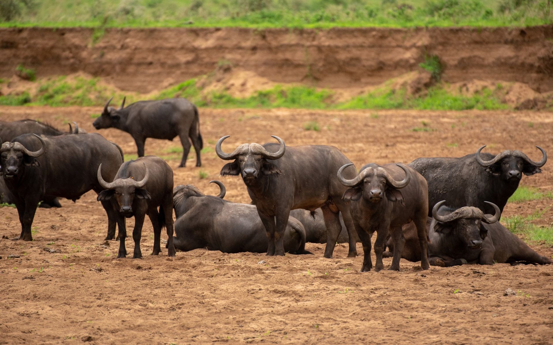 Herd of dark-colored African buffalo standing and resting in a dry, brown field with a bank of earth and green vegetation.