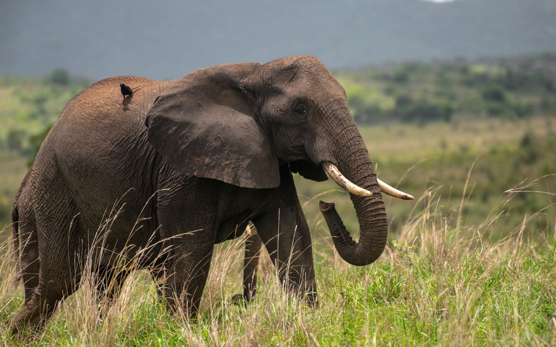 Elephant in grassy field, tusks visible, trunk curled, looking right. Green and brown landscape.