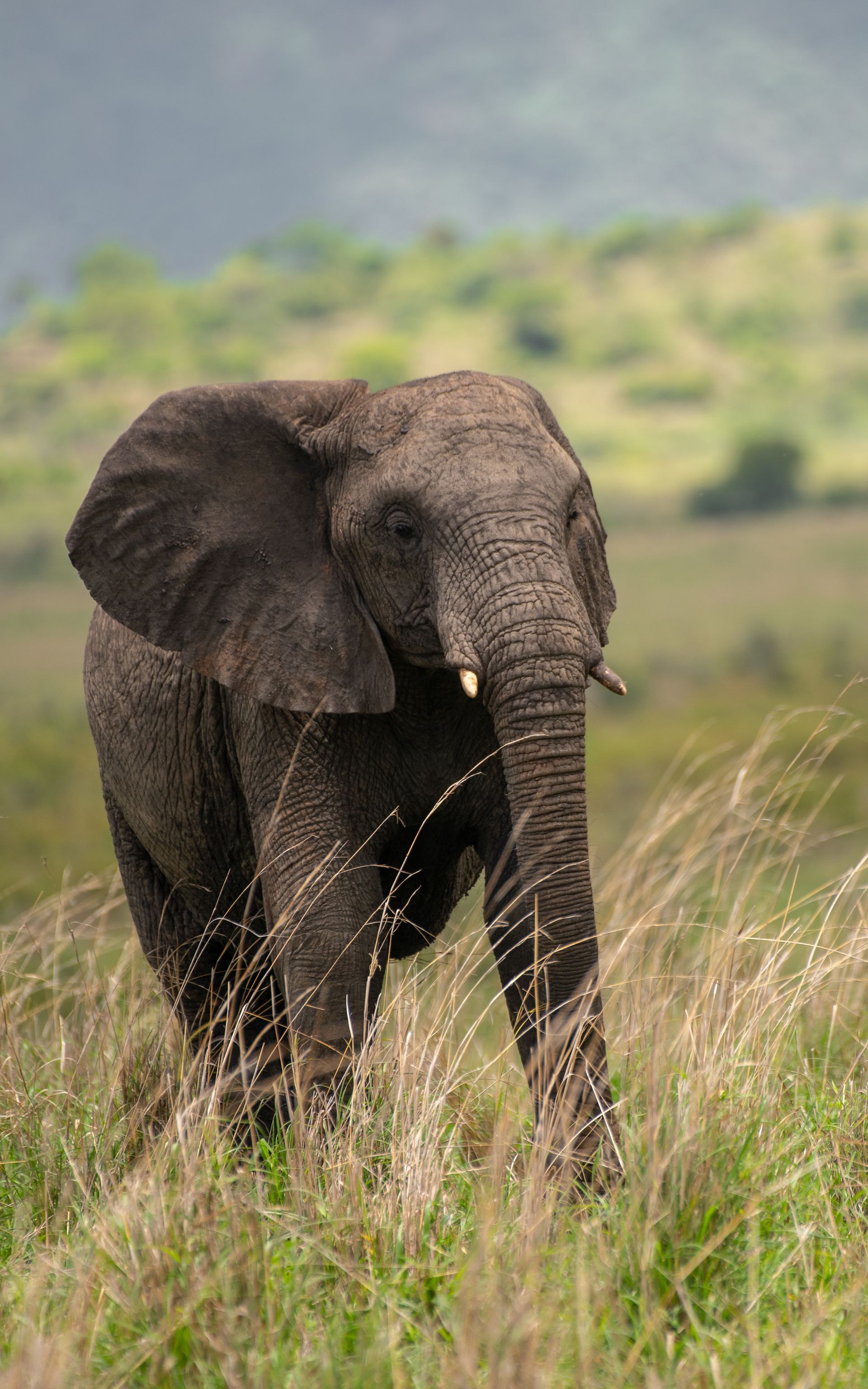 Elephant walking in tall grass, with green hills in the background.