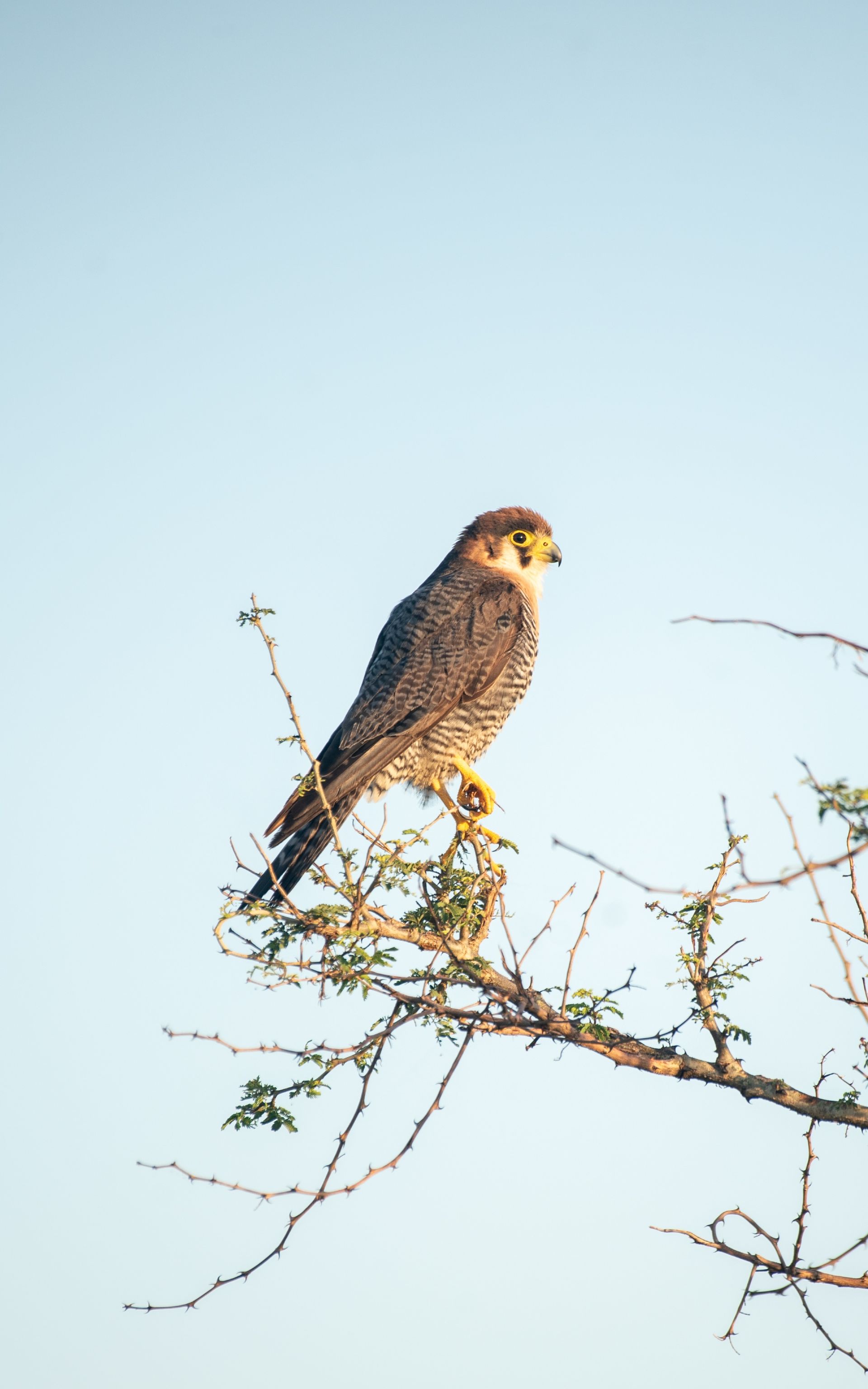 Peregrine falcon perched on a tree branch, facing right, against a clear blue sky.
