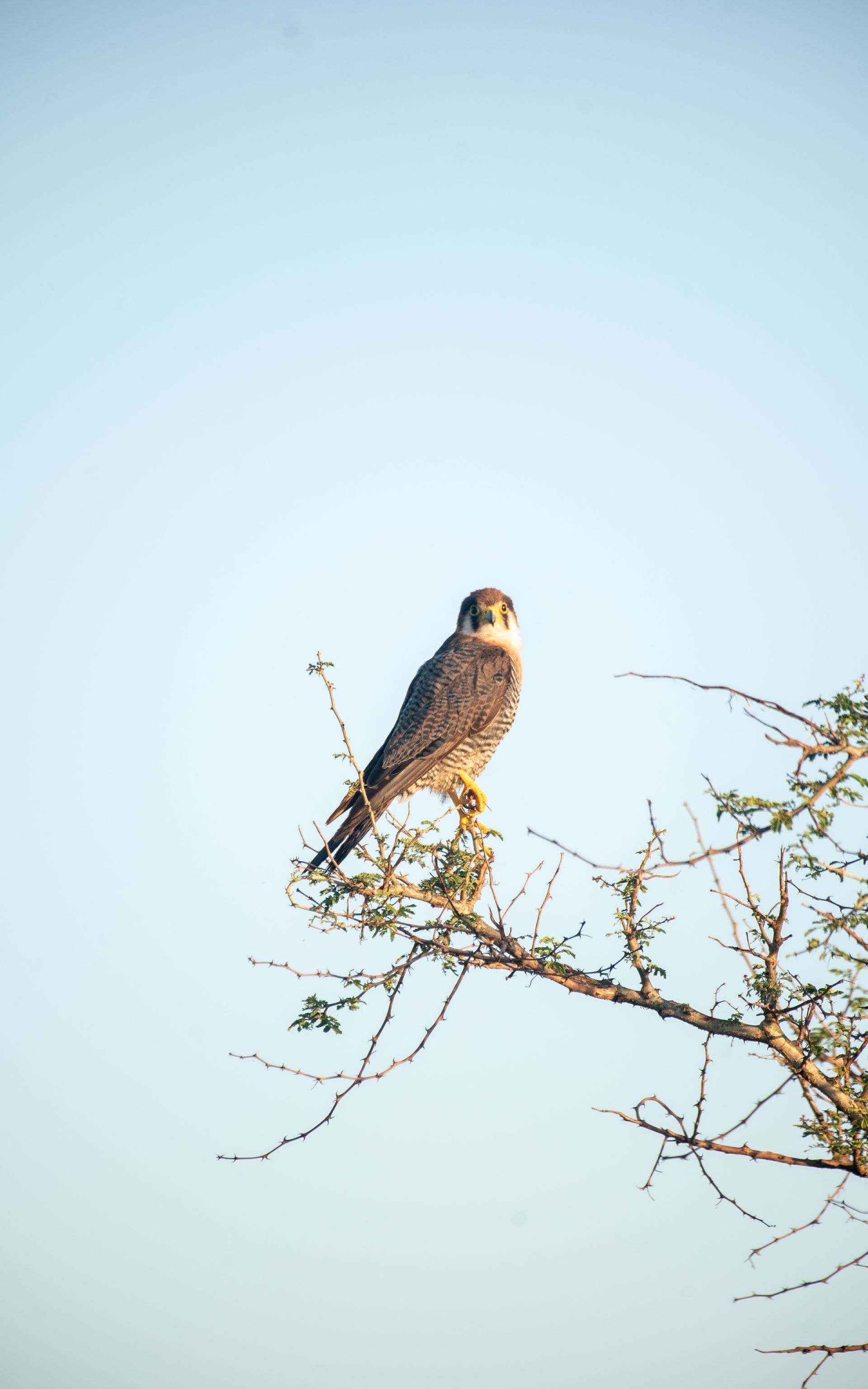 Hawk perched on a tree branch, looking forward against a blue sky.