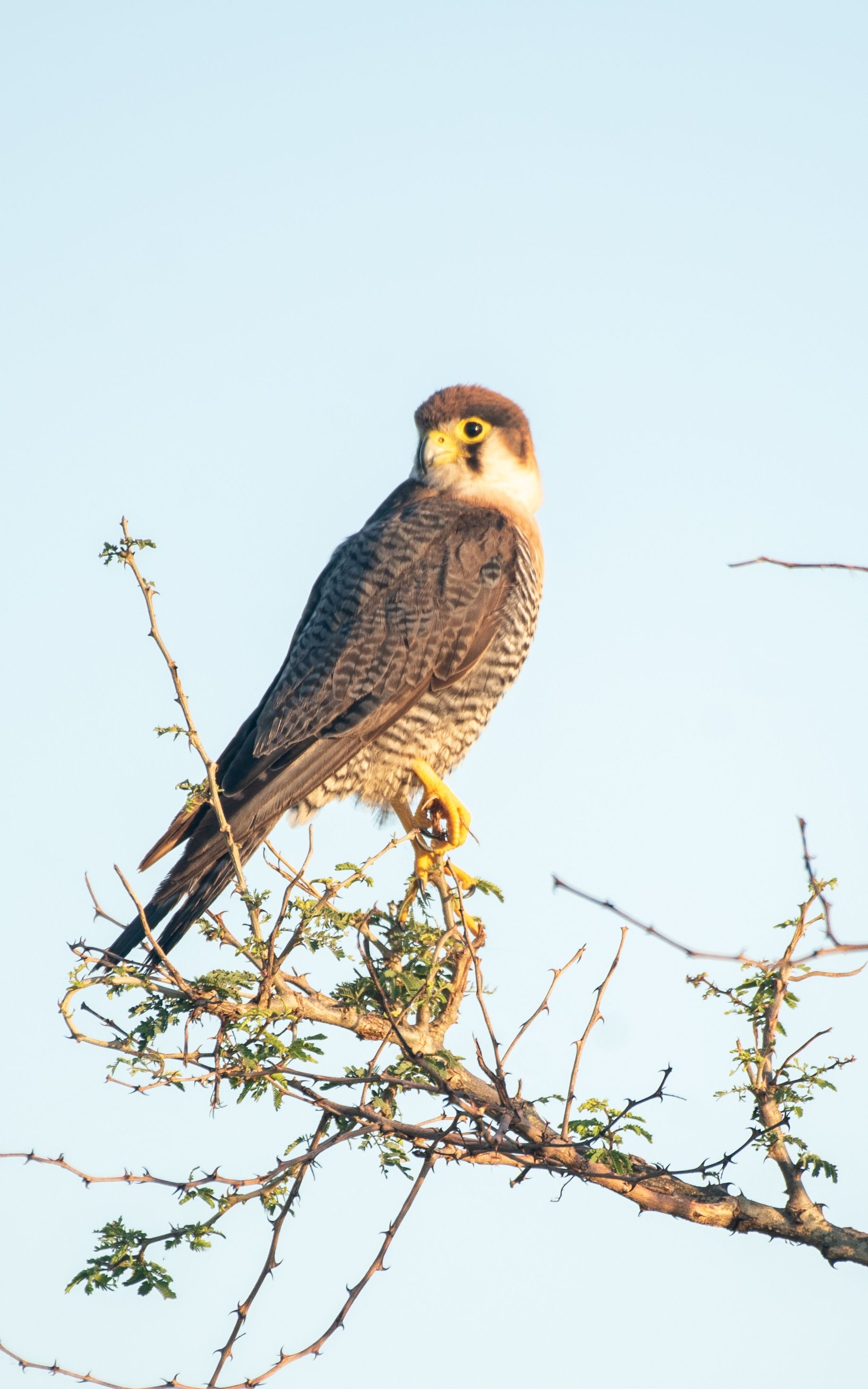 Peregrine falcon perched on a branch, looking left; gray and white feathers, yellow feet, blue sky.