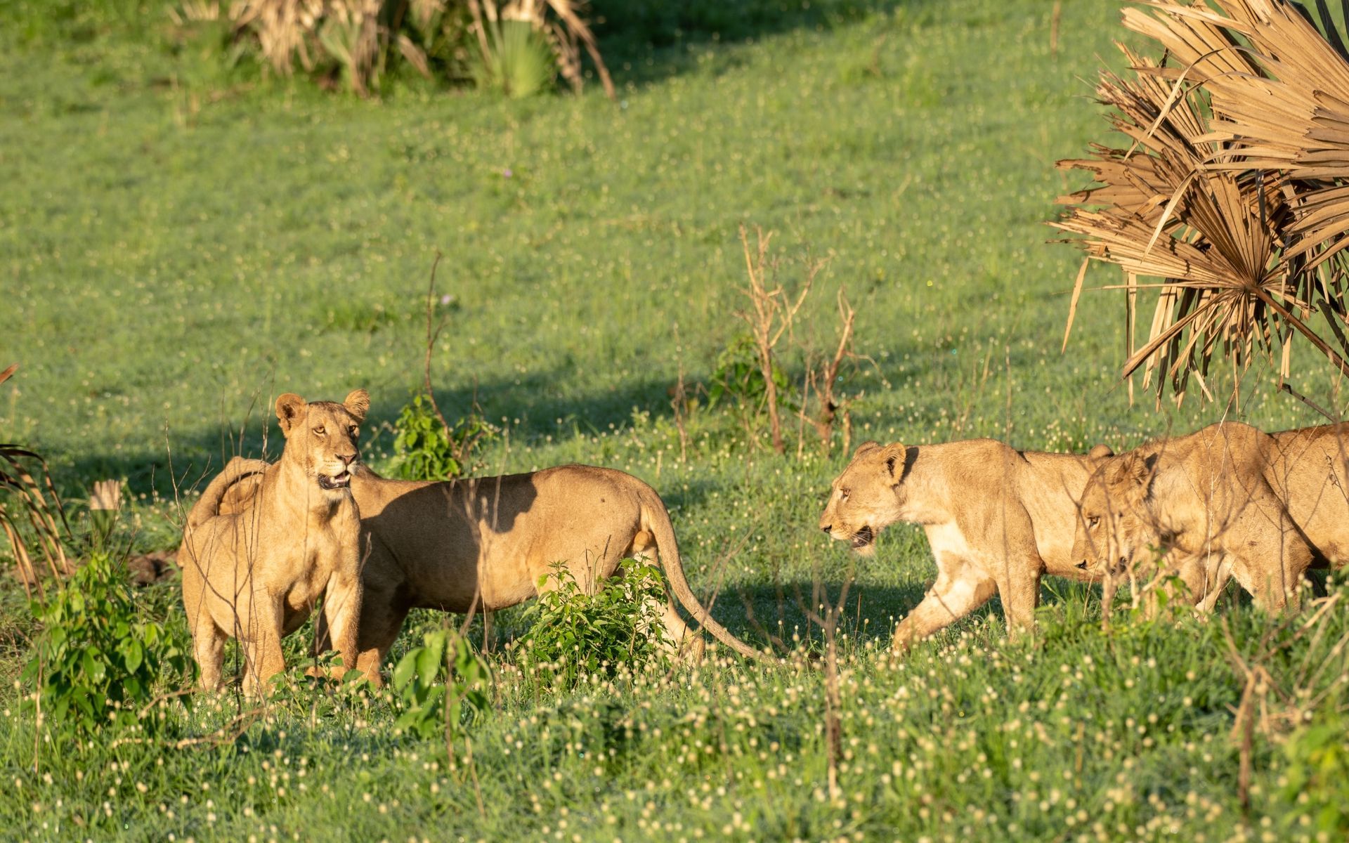 Four lions walking in tall green grass.