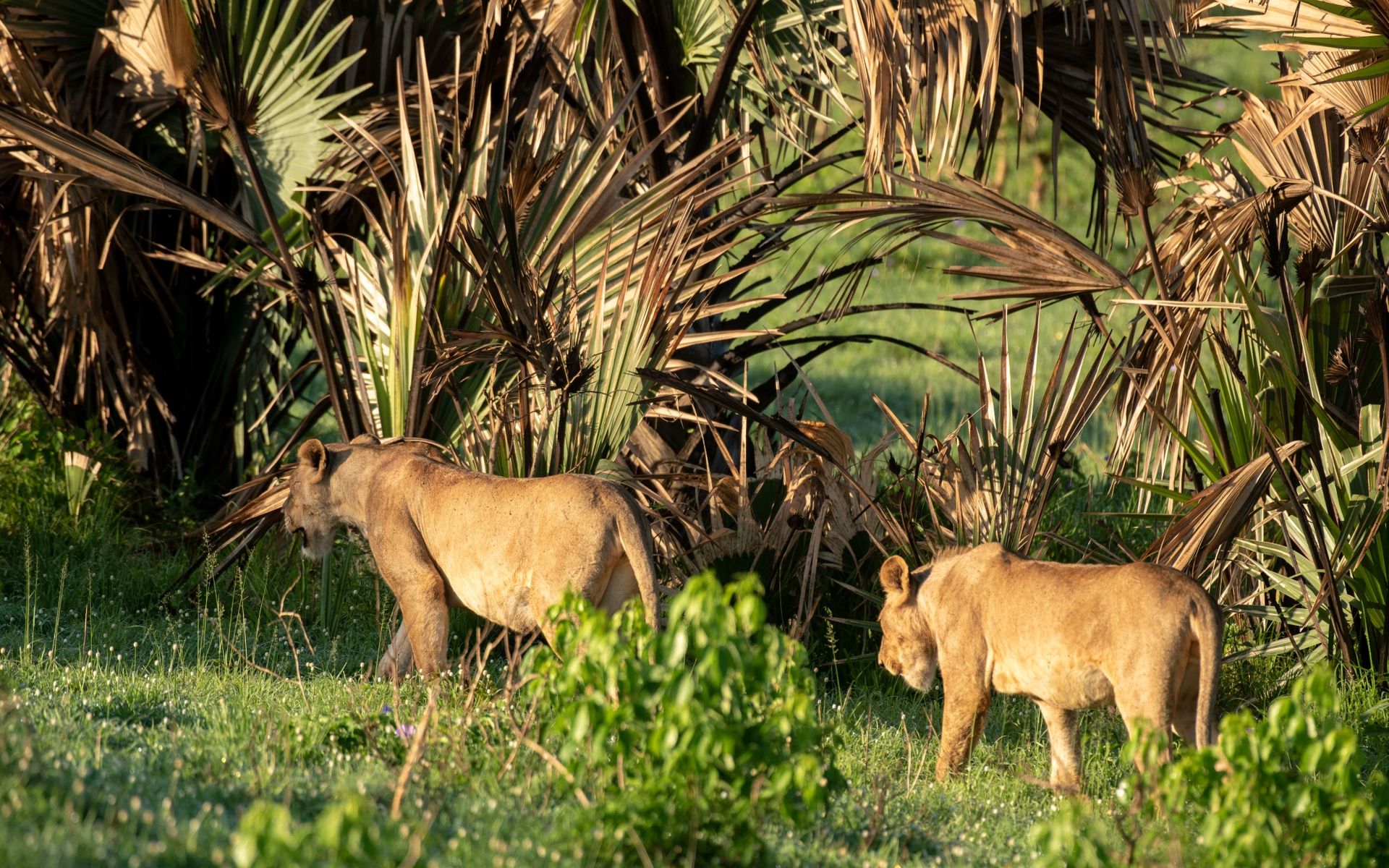 Two lions walking through tall grass, near leafy trees.