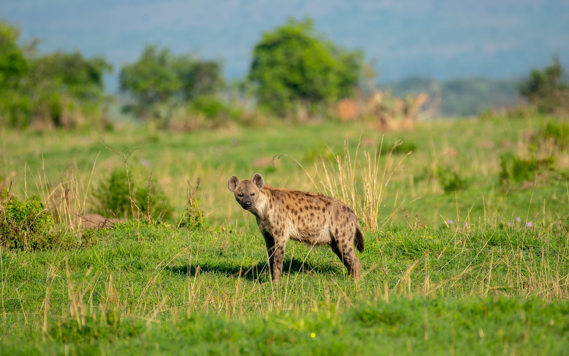Ahaggar National Park