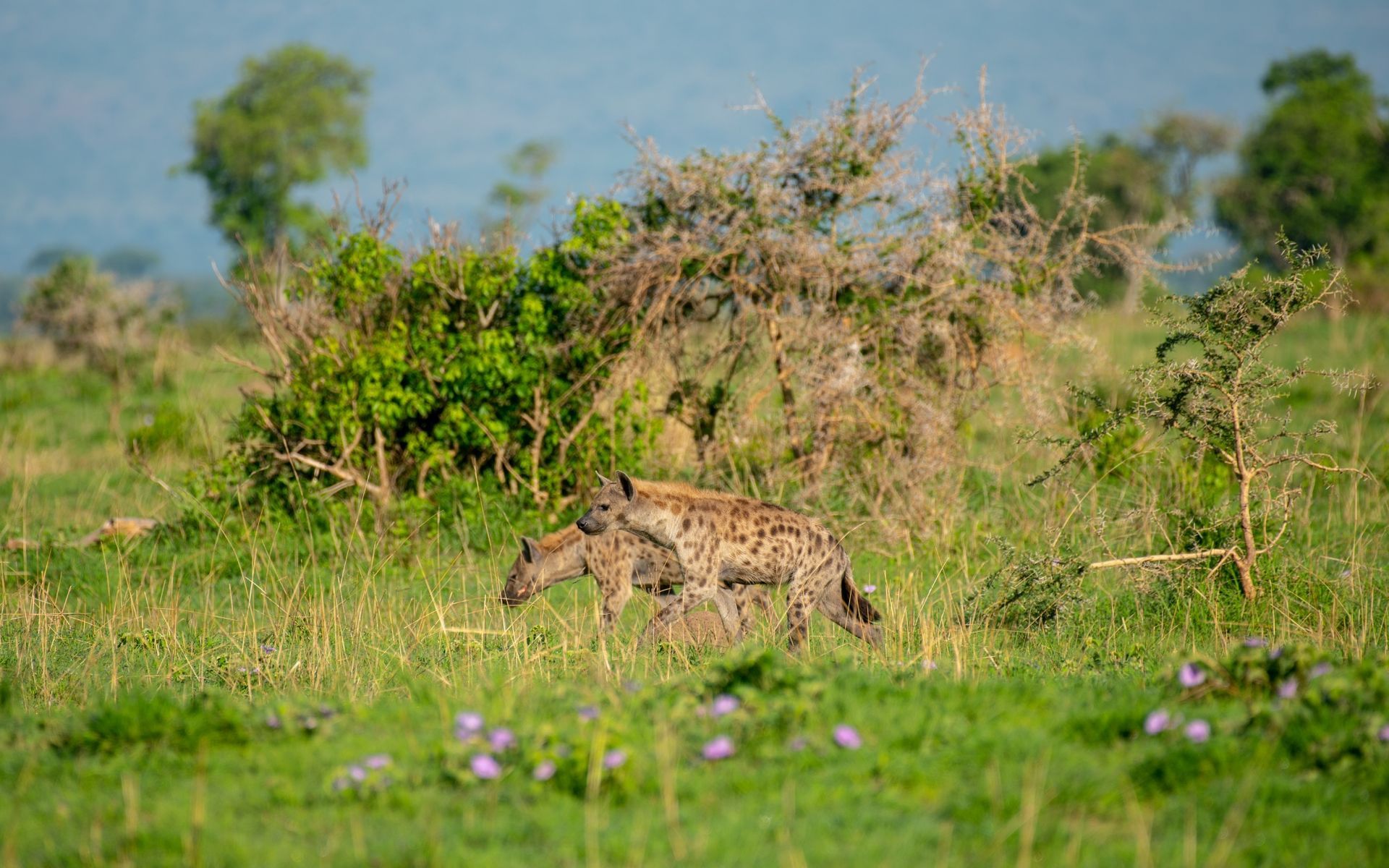 Two spotted hyenas walk through tall green grass, bush in the background.