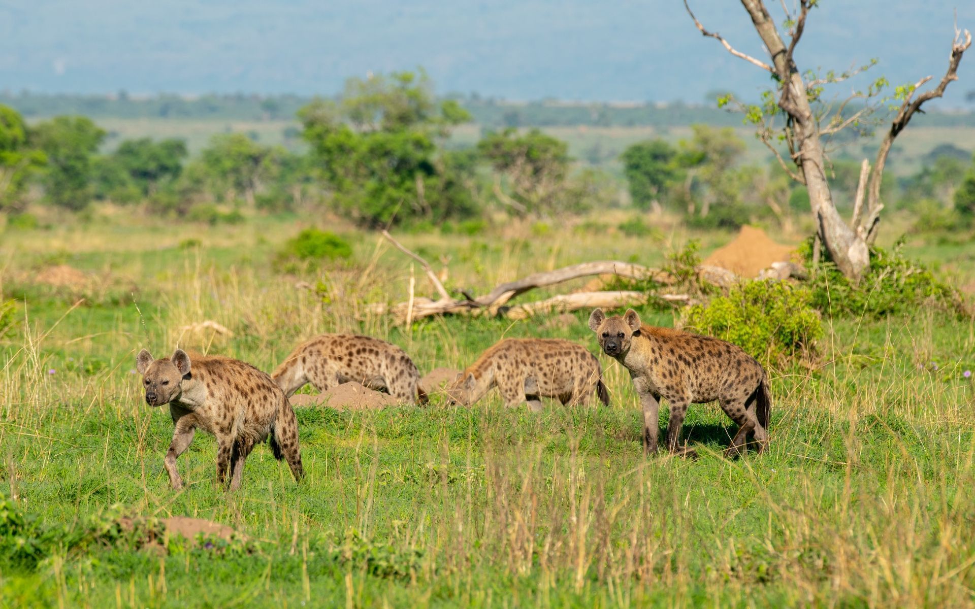 Spotted hyenas in a grassy savanna, some walking, others near a log.