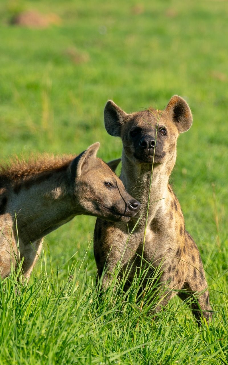 Two hyena's together