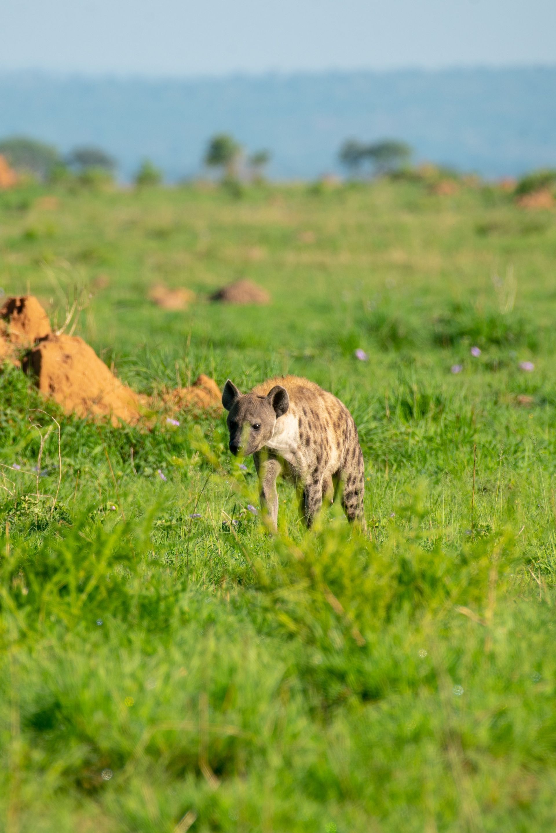 Spotted hyena walking in green grassy field with small hills. Blue hills in background.