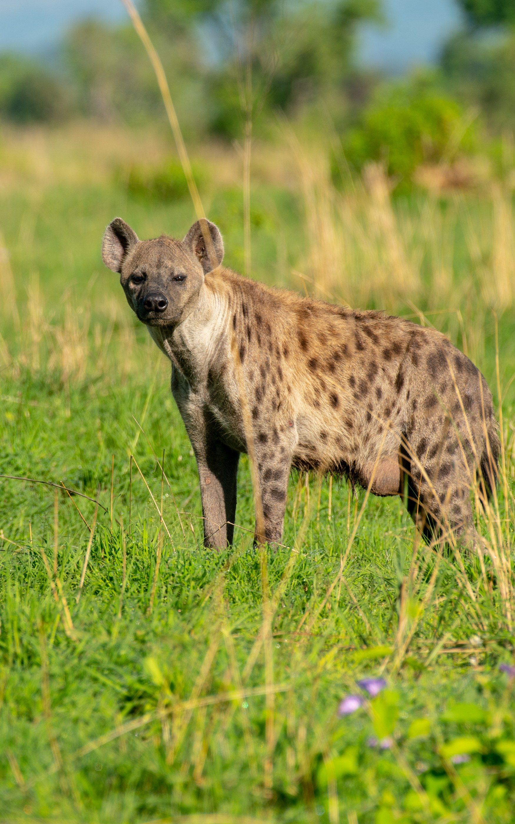 Spotted hyena standing in green grass, looking at the camera.