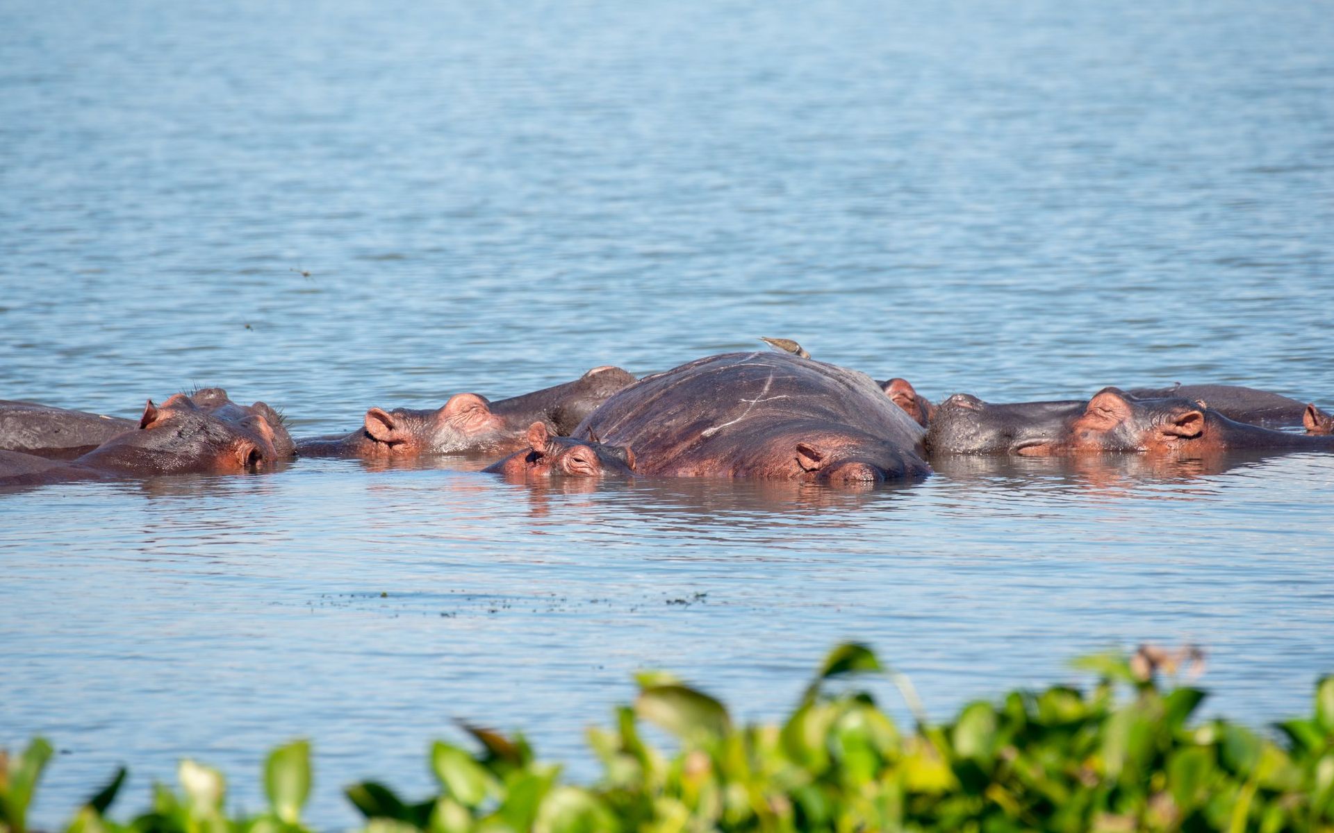Hippos submerged in water, showing their heads and backs; blue water, green foliage, and a bird are also visible.