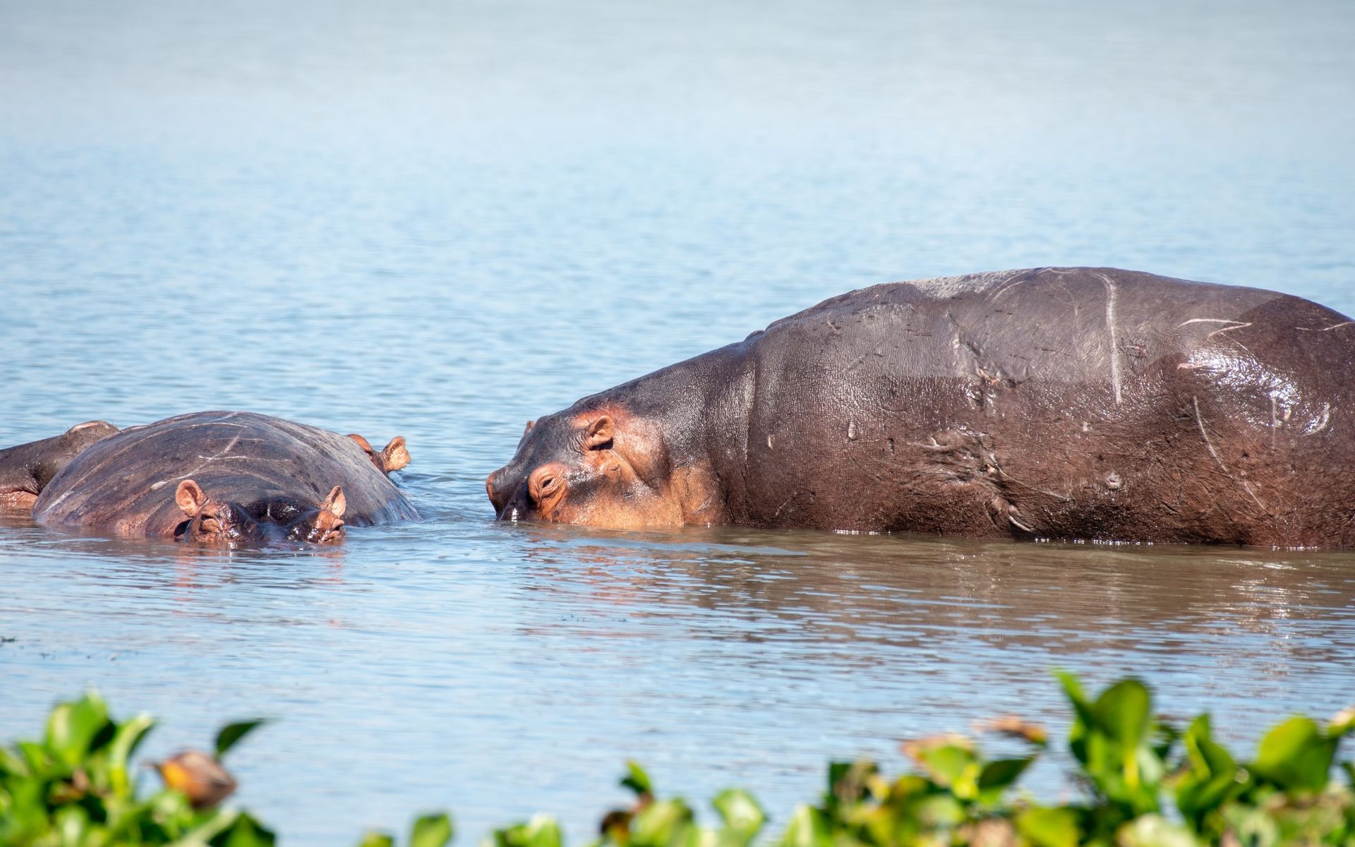 Two hippos in water, one larger than the other. Water plants in the foreground, sunny day.