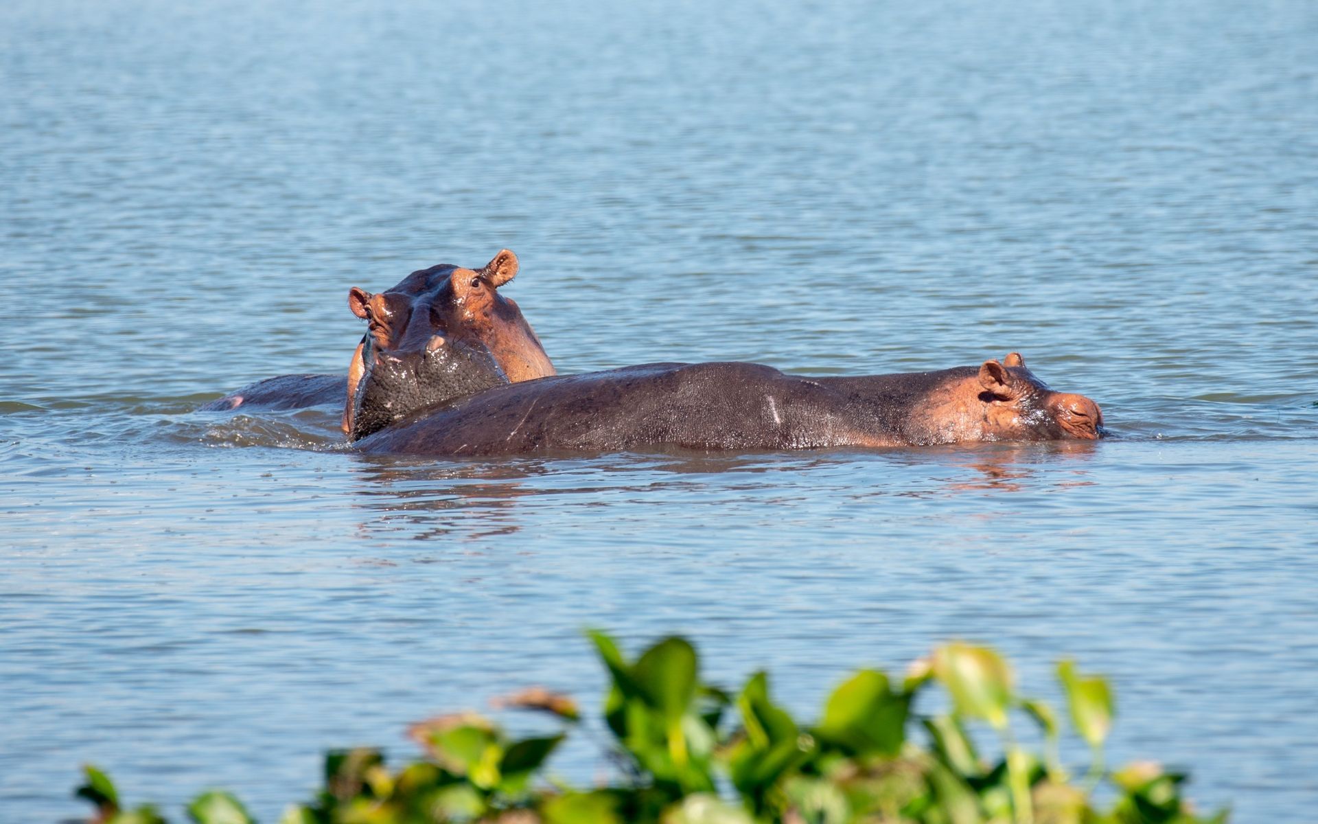 Hippos in water, one standing, other partially submerged. Blue water, green vegetation.