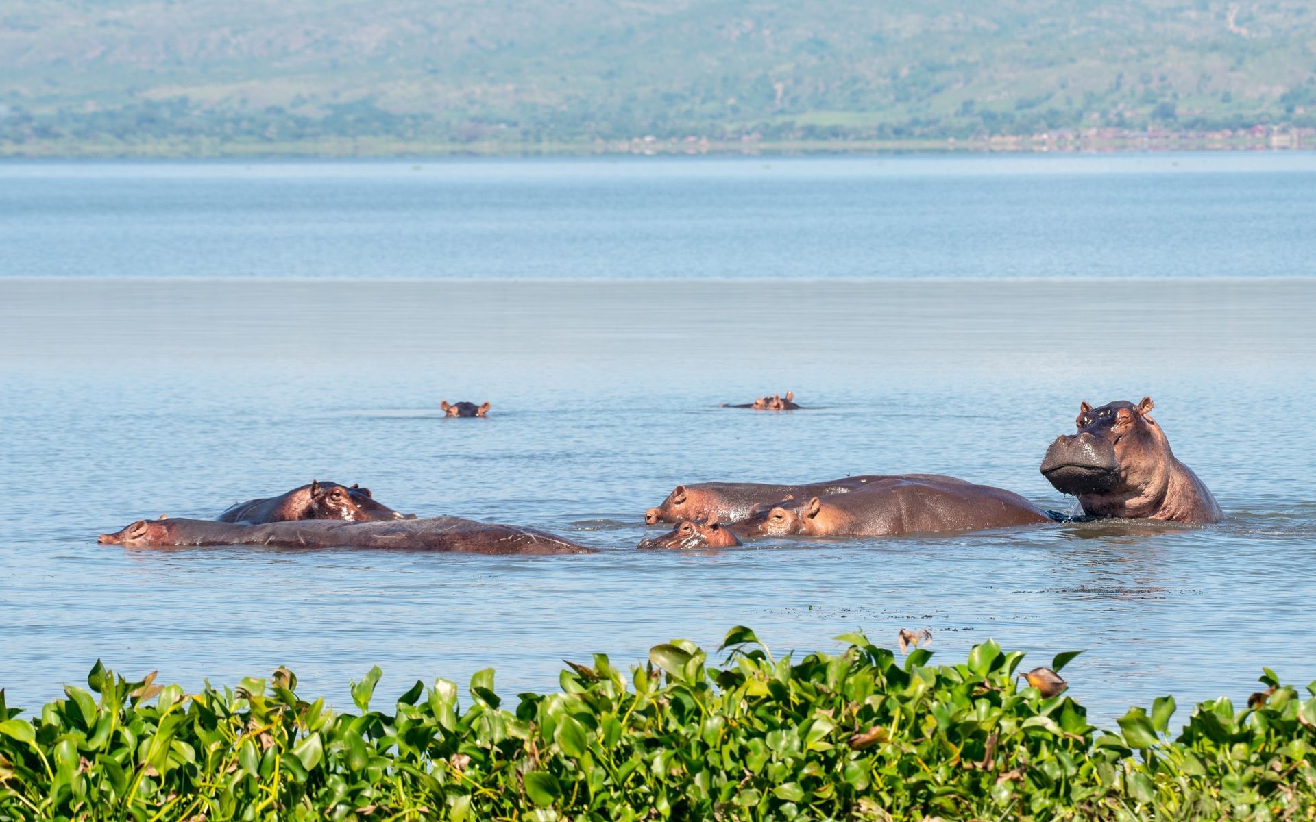 Hippos in a lake, some submerged, others near the surface, with a distant shoreline in the background.